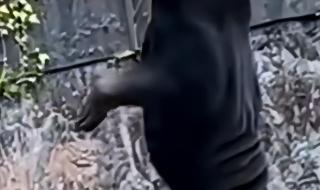 杭州动物园这只熊火了 杭州动物园这只熊火了